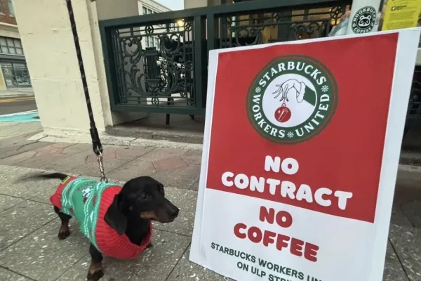 dog in holiday sweater in front of Starbucks strike sign