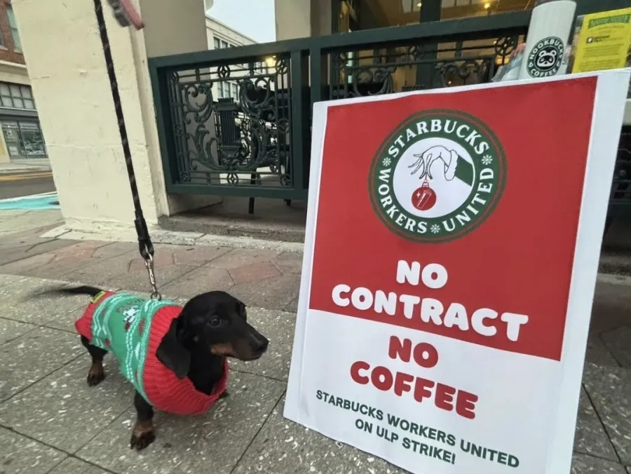 dog in holiday sweater in front of Starbucks strike sign